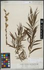 Foto von Salix viminalis L.